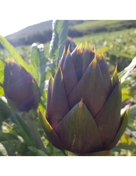 Carciofo spinoso sardo DOP