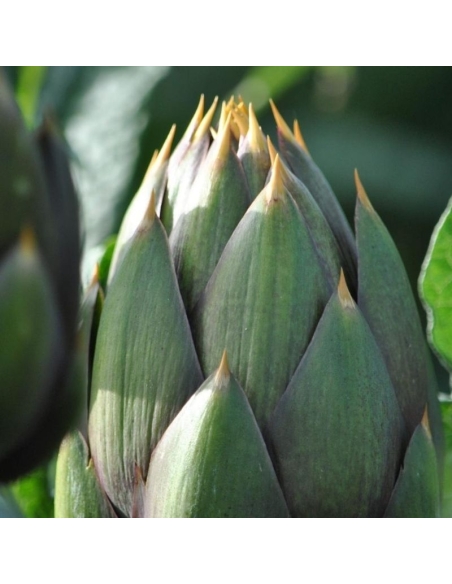 Carciofo spinoso sardo DOP