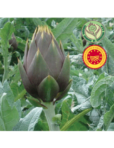 Carciofo spinoso di Sardegna DOP