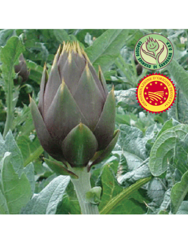 Carciofo spinoso di Sardegna DOP