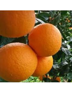 arance di muravera
