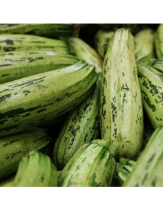 Zucchine_sarde