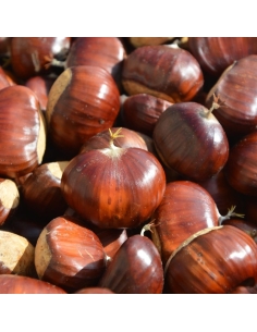Castagne
