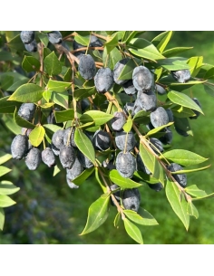 bacche di mirto rosso