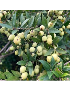 mirto bianco