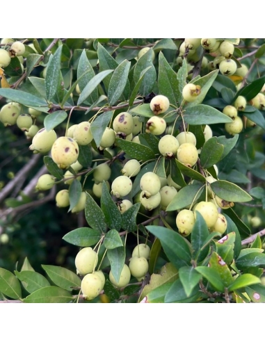 mirto bianco